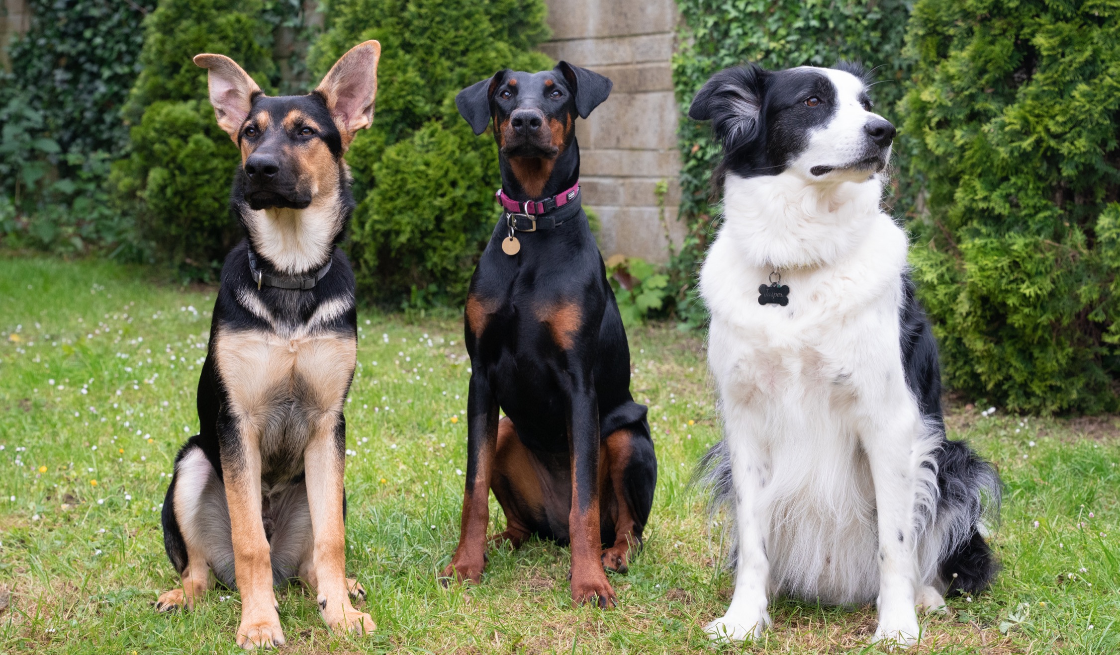 3 dogs