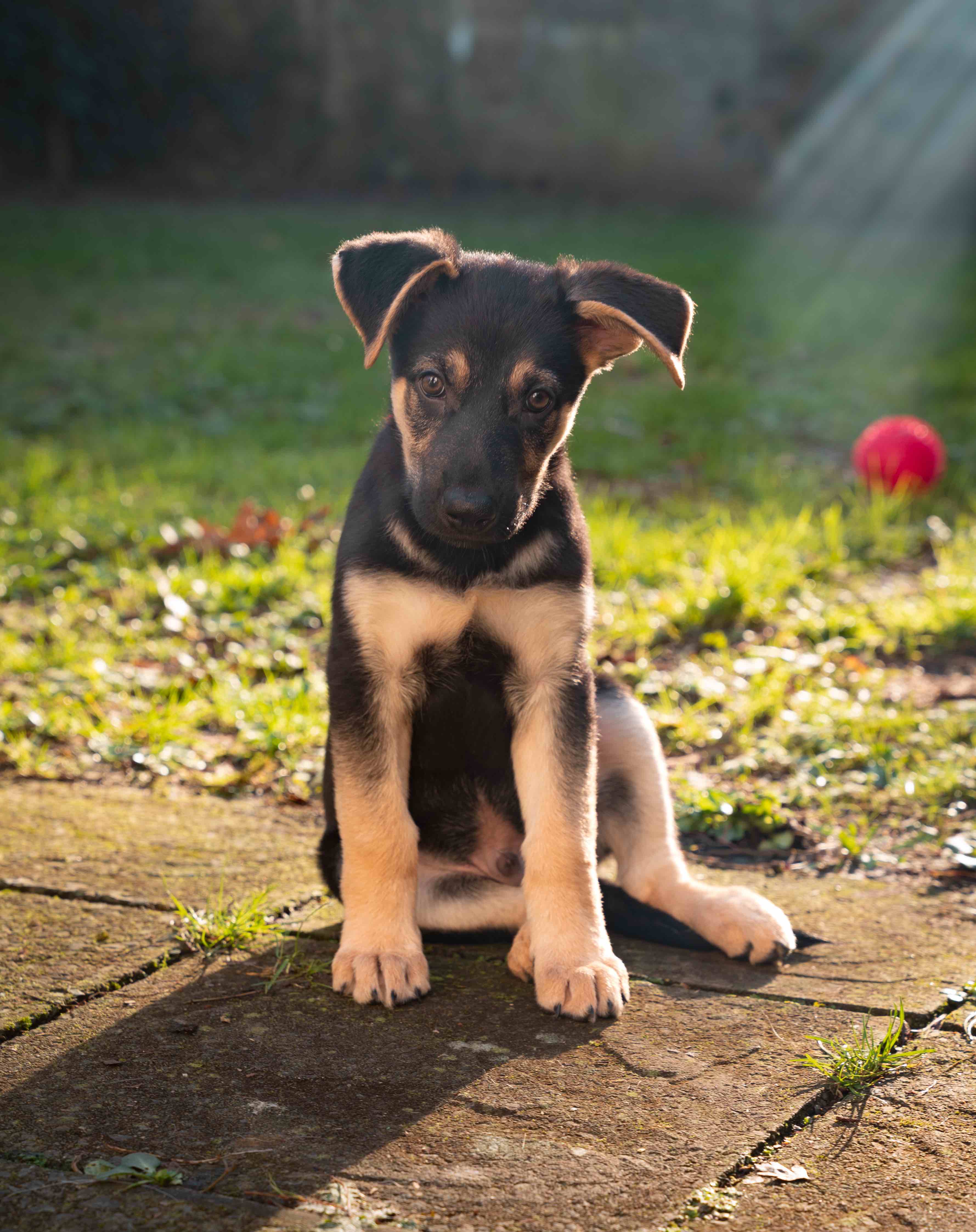 Baby Shepherd