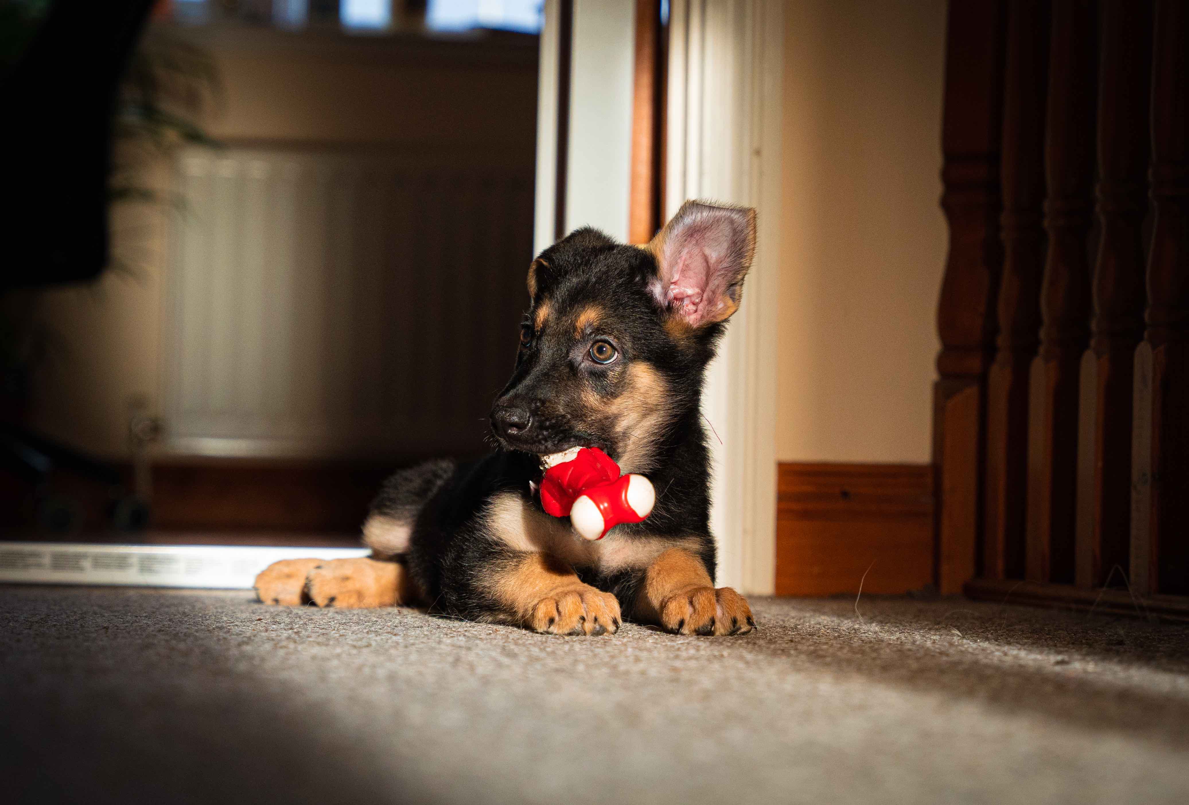 Baby shepherd with a bone