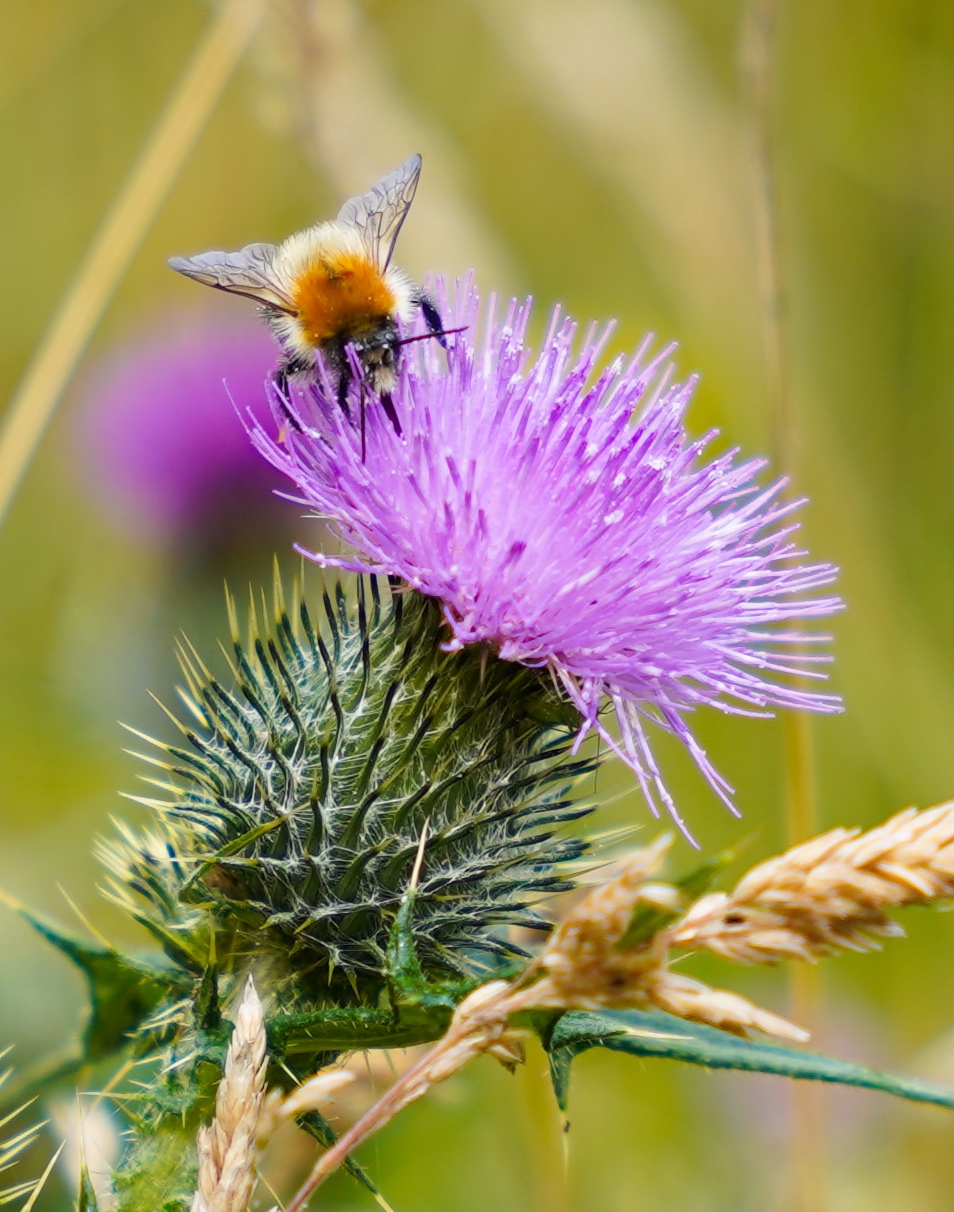 Bee In Avondale
