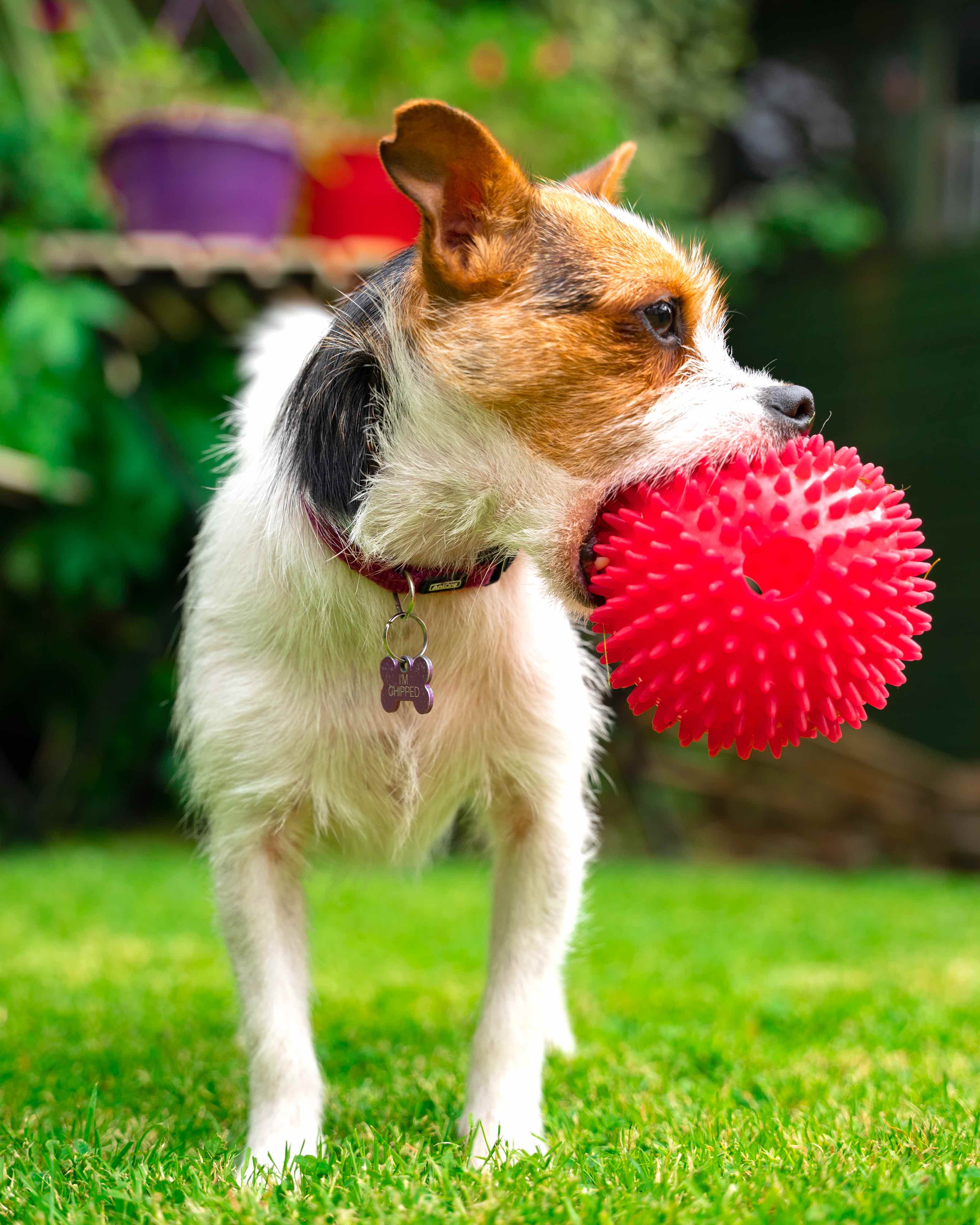 Billie with a ball