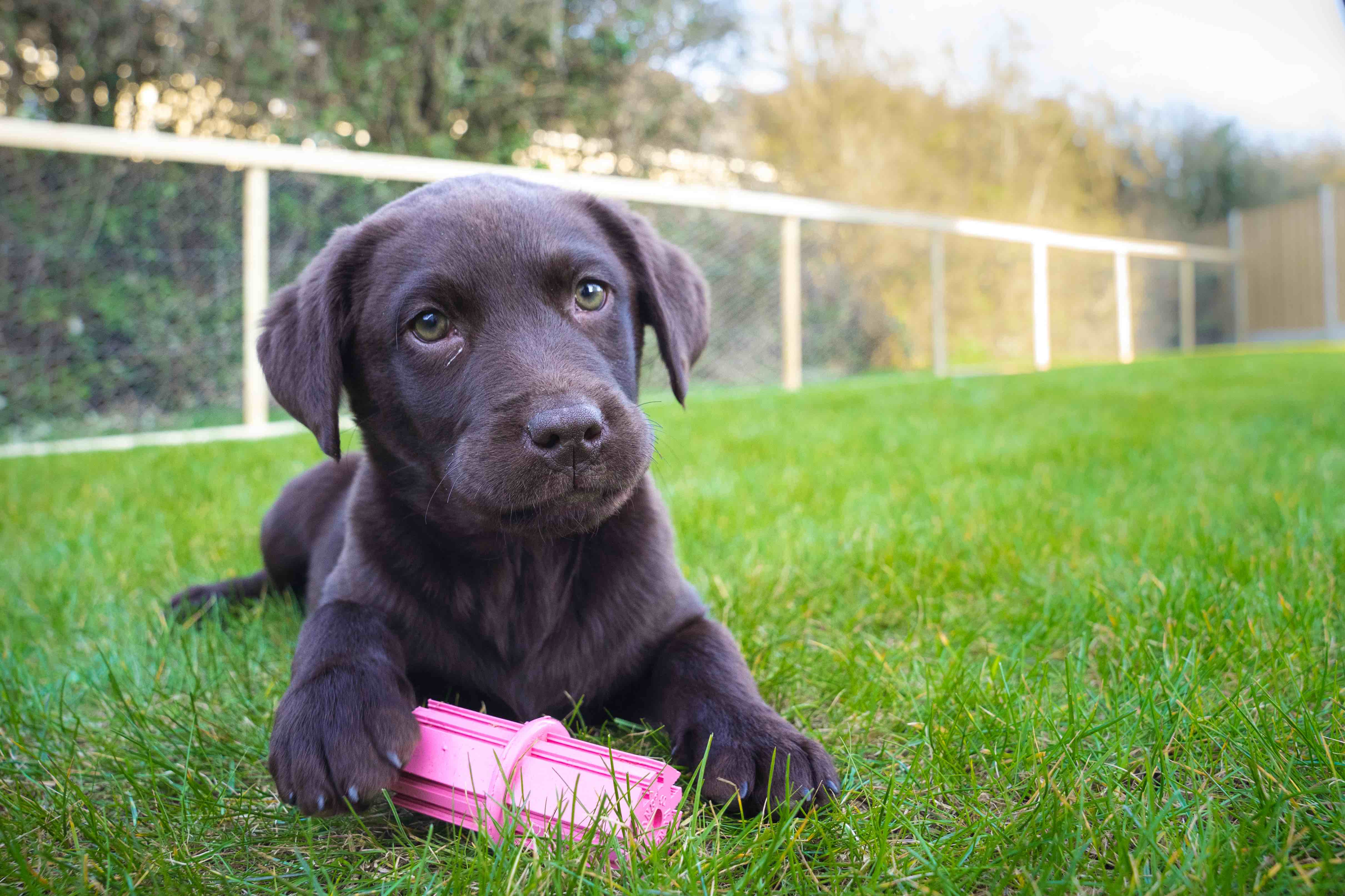 Toys in the grass