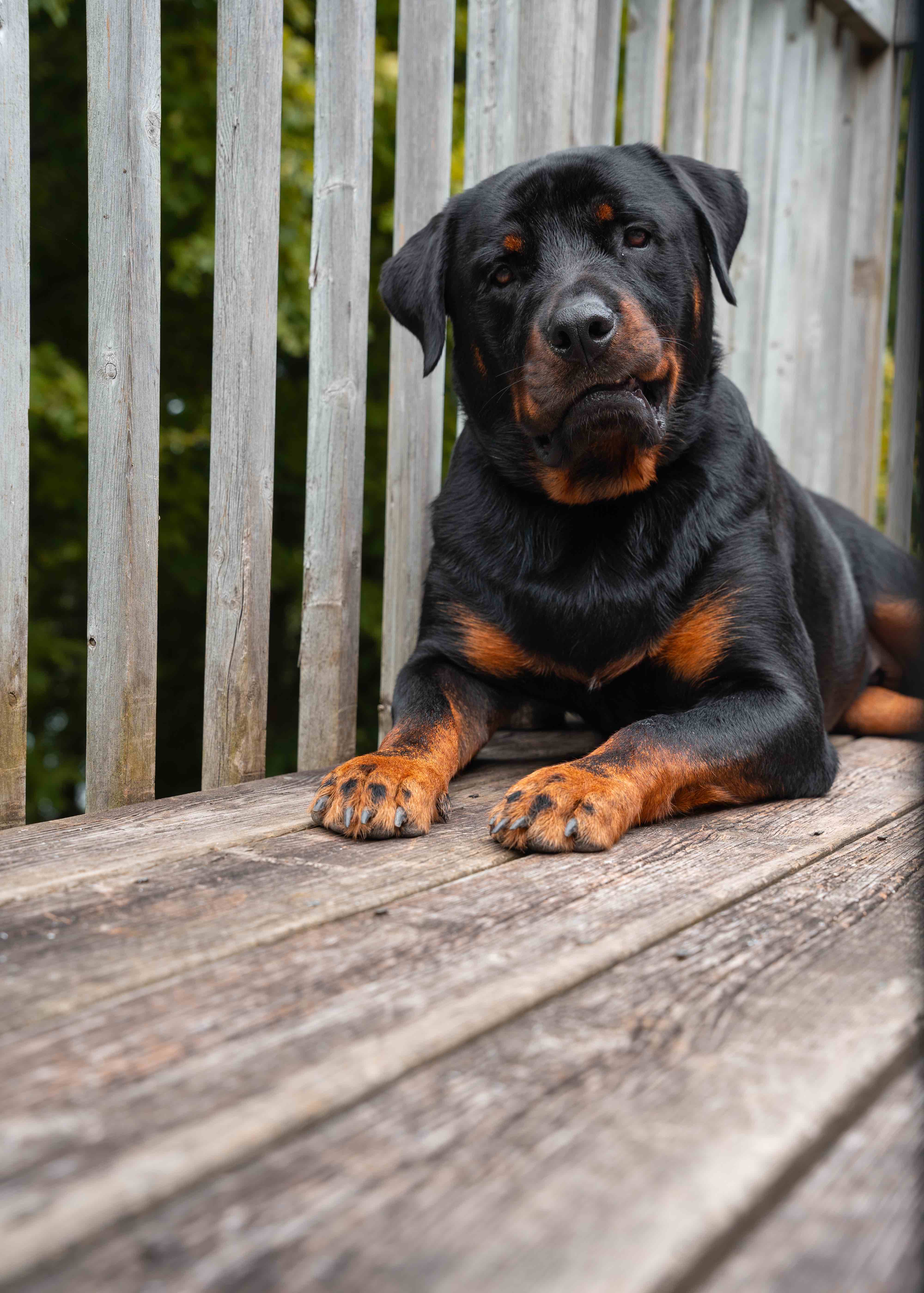 Bruno
