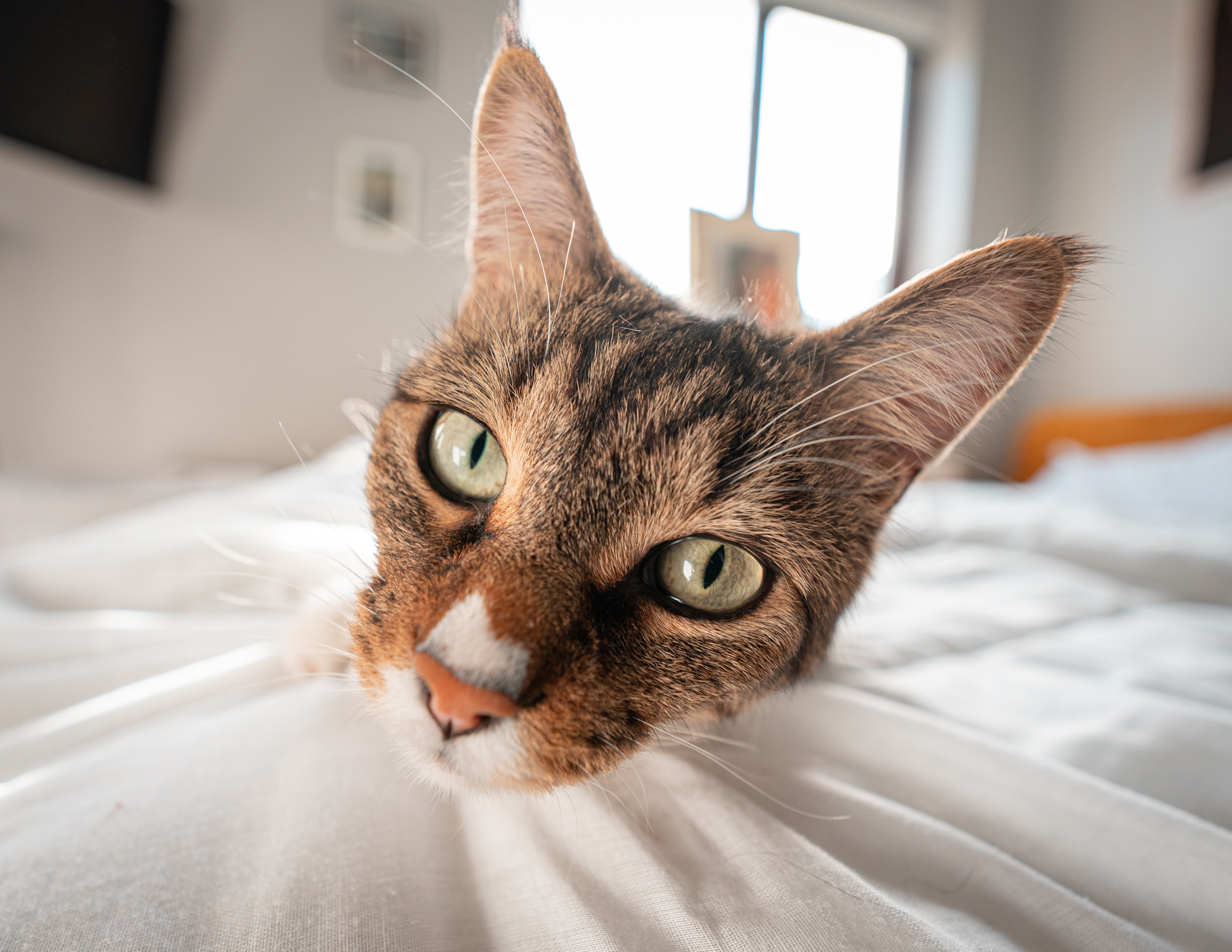 Curious Cat