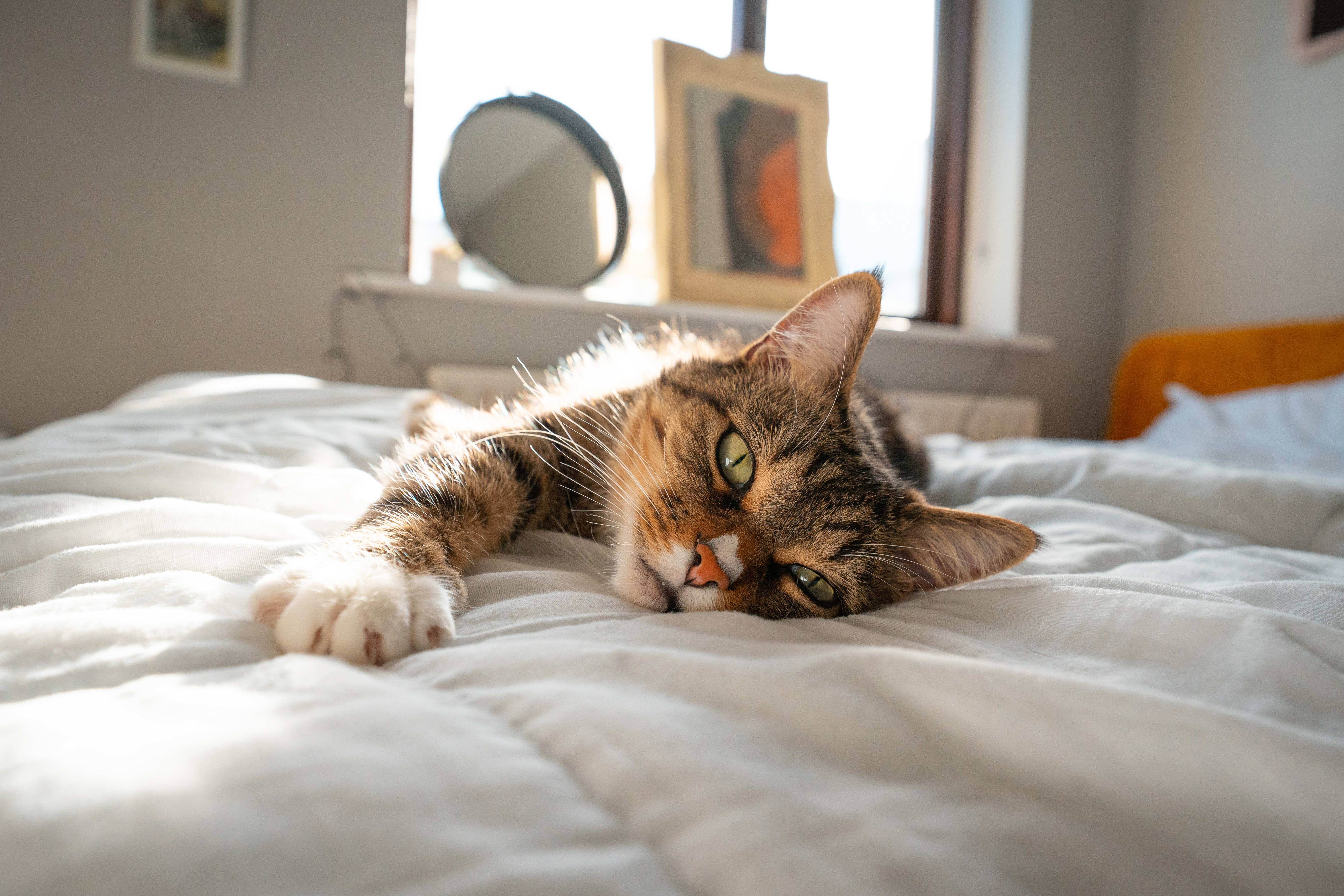 Sleepy Cat