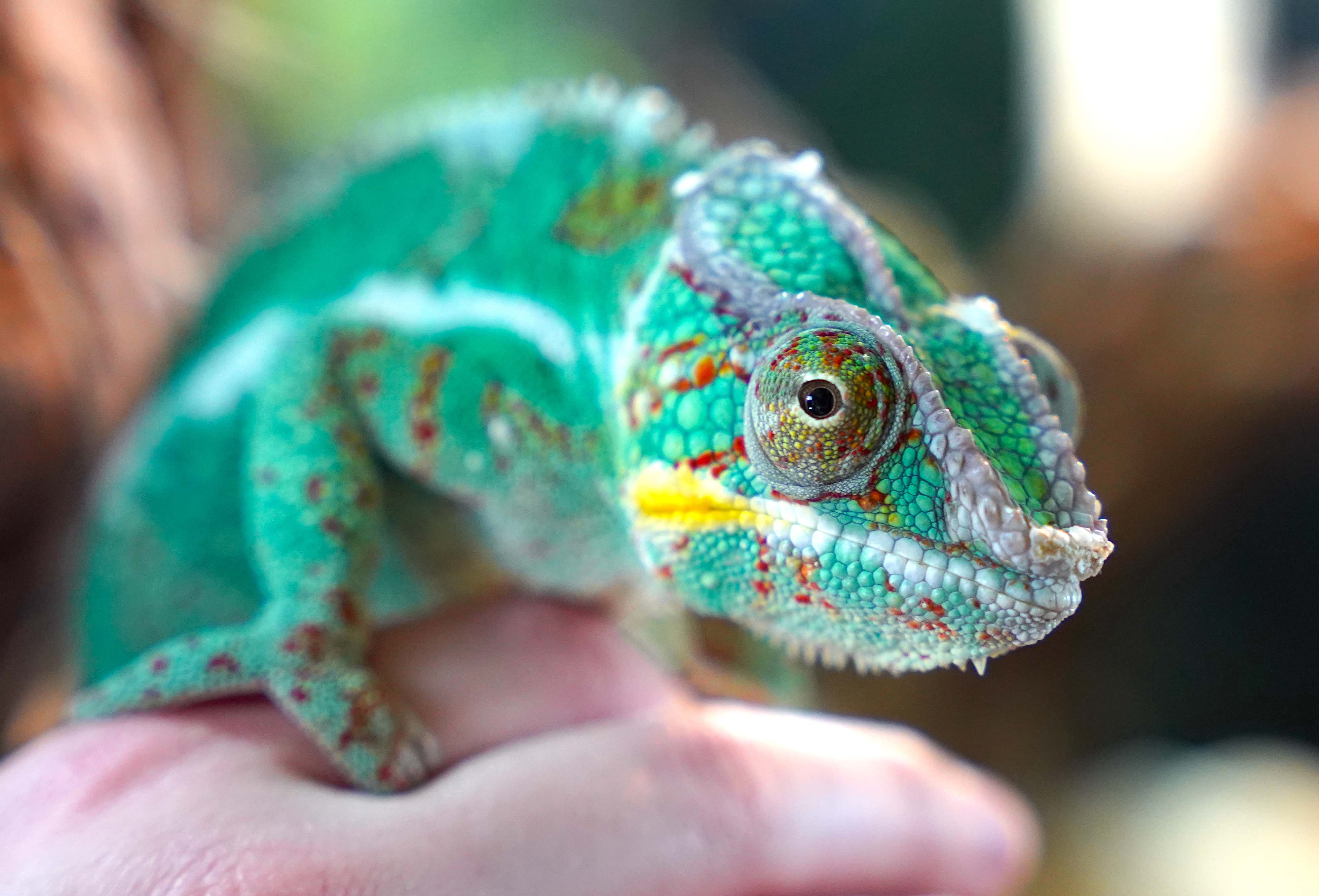 Chameleon