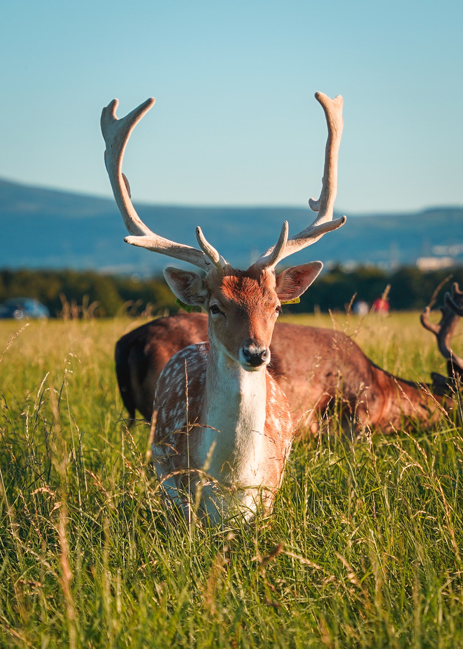 Deer in Phoenix Park