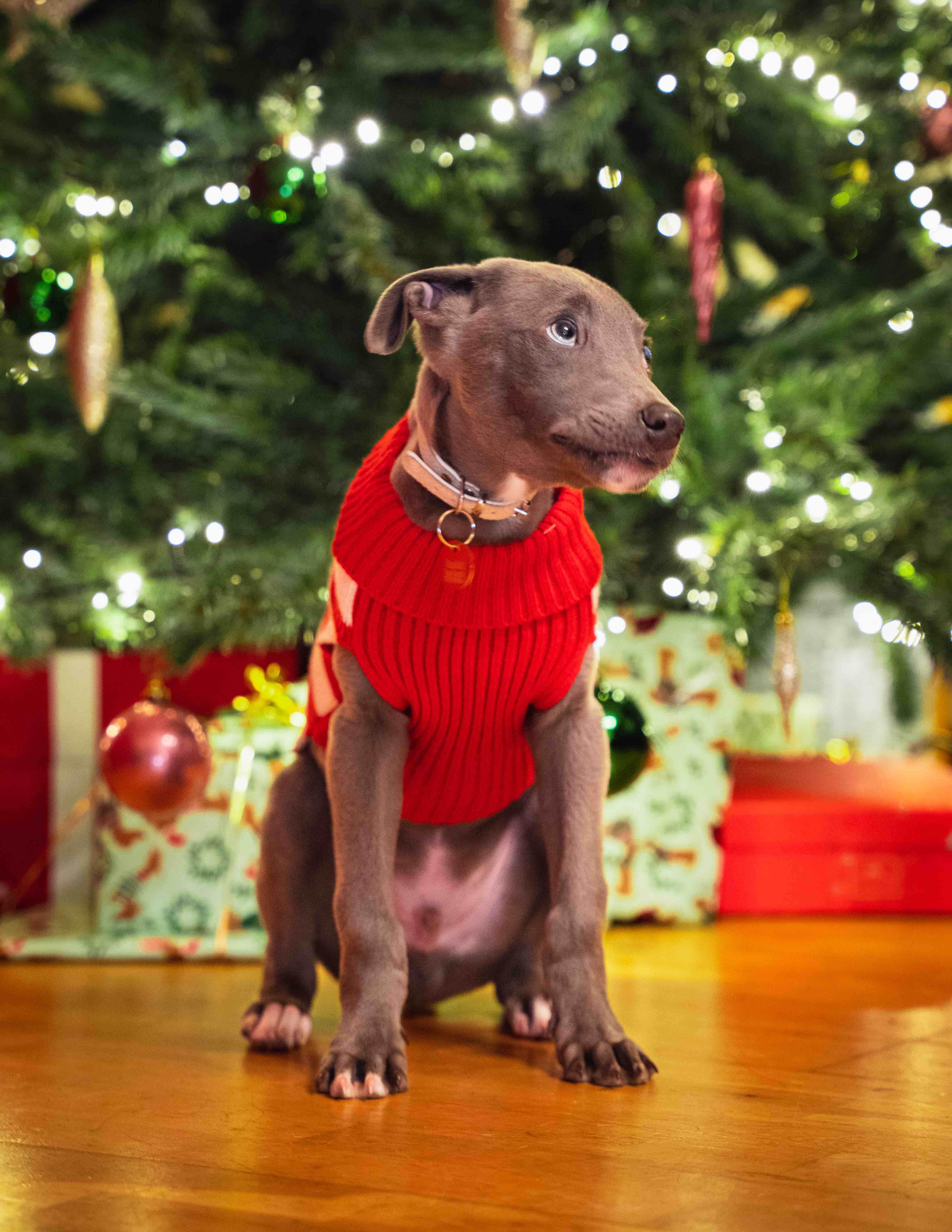 Christmas Pupper