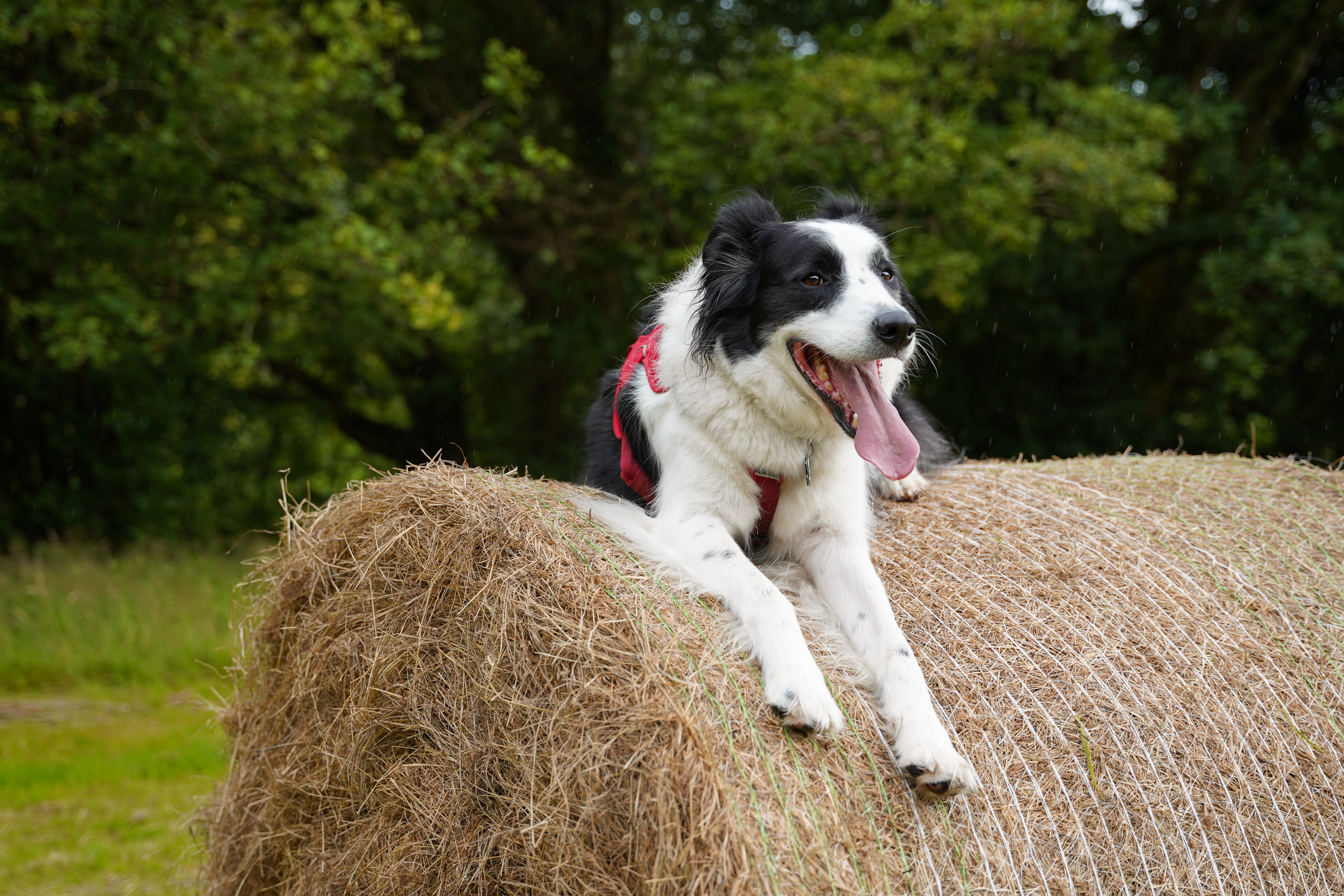 Hay Bale Posing