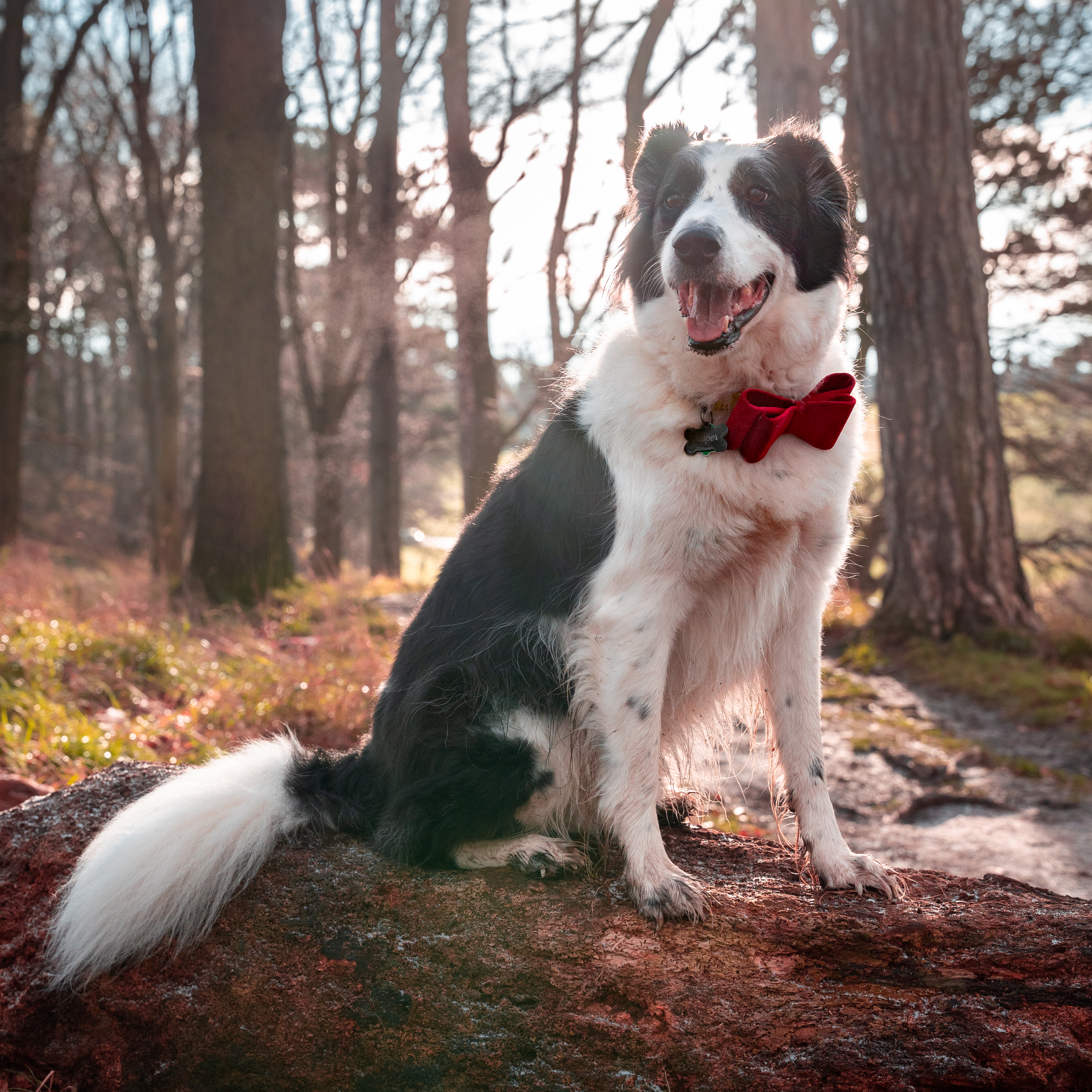 Jasper In The Woods