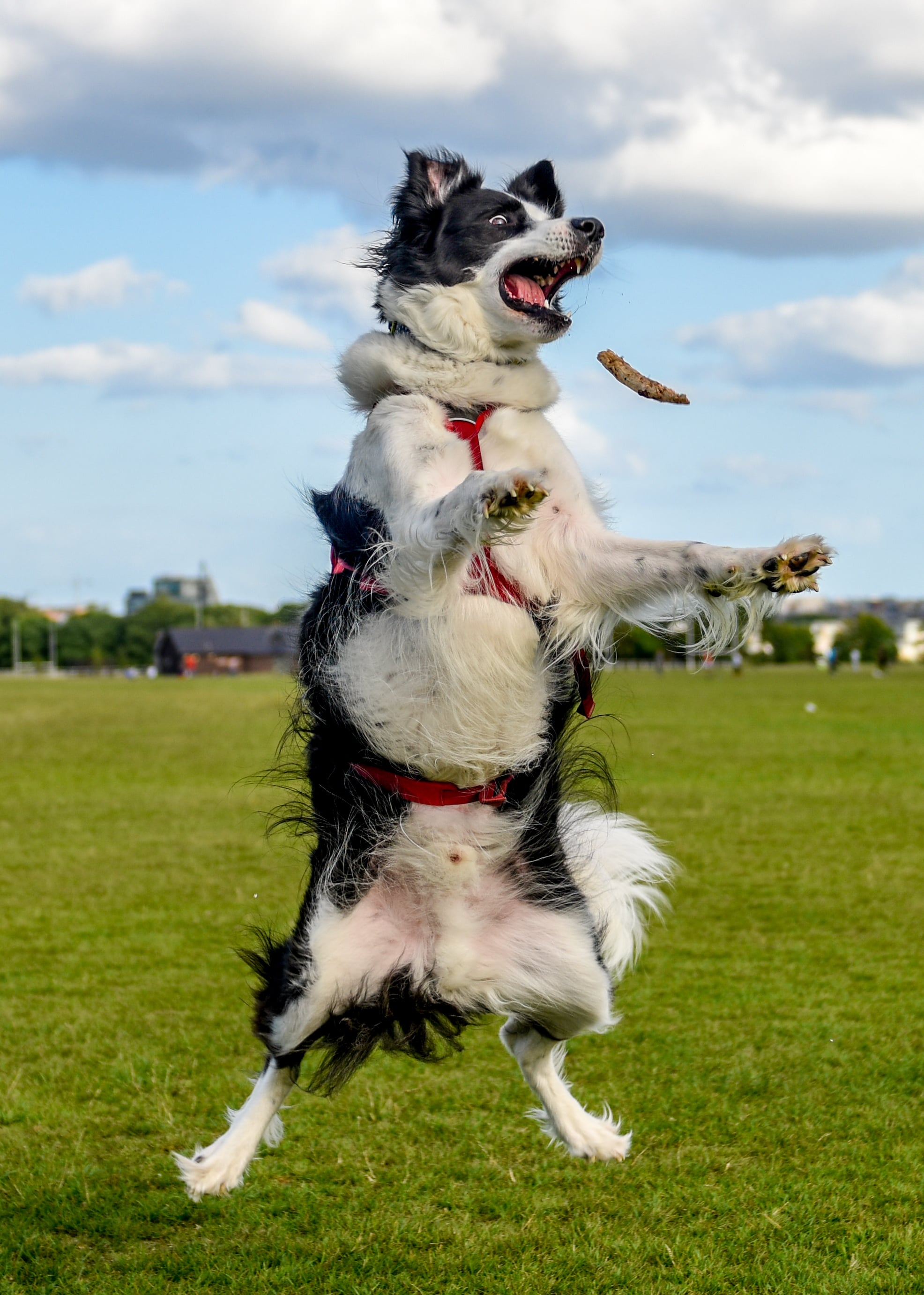 Dog Jump Phoenix Park