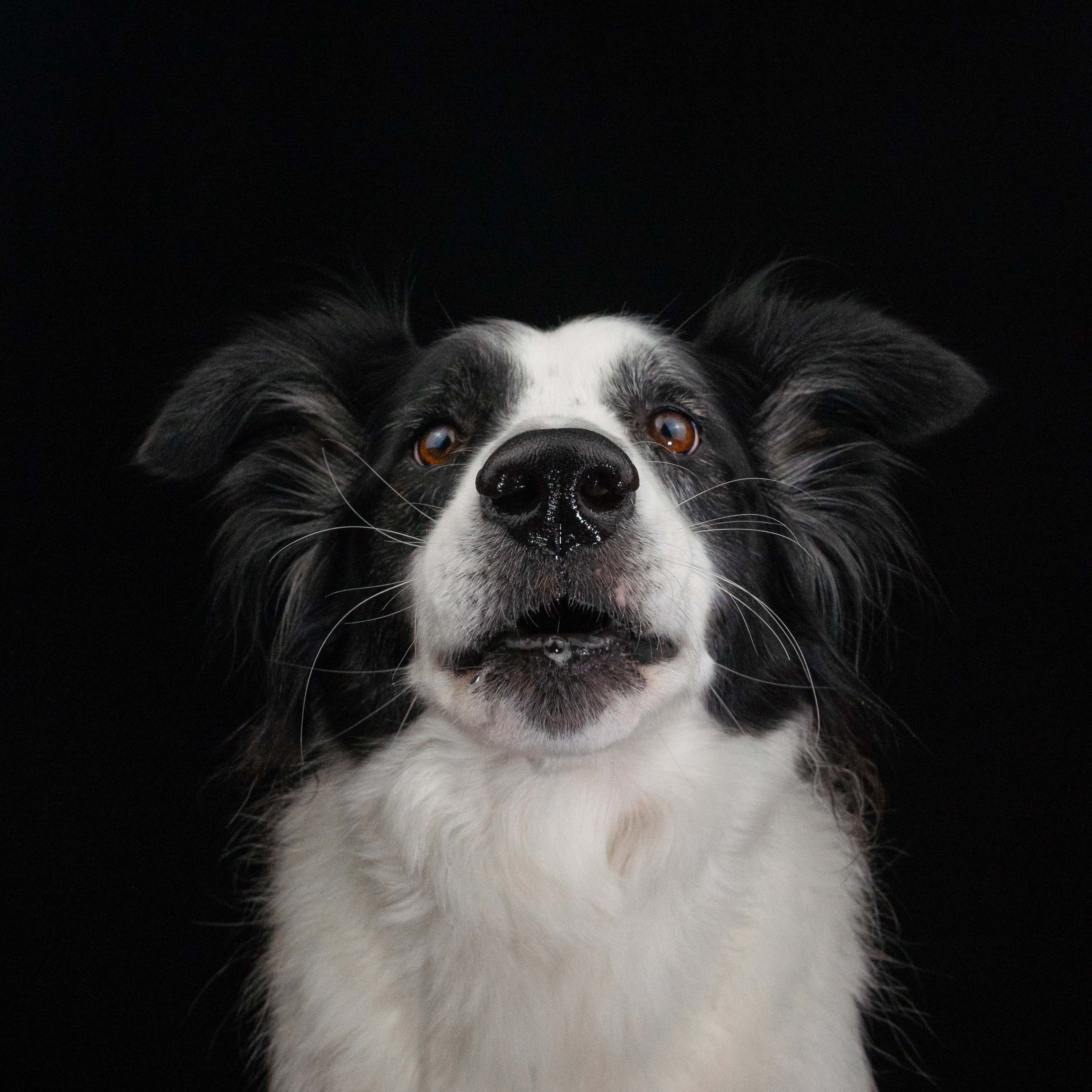 Studio Collie