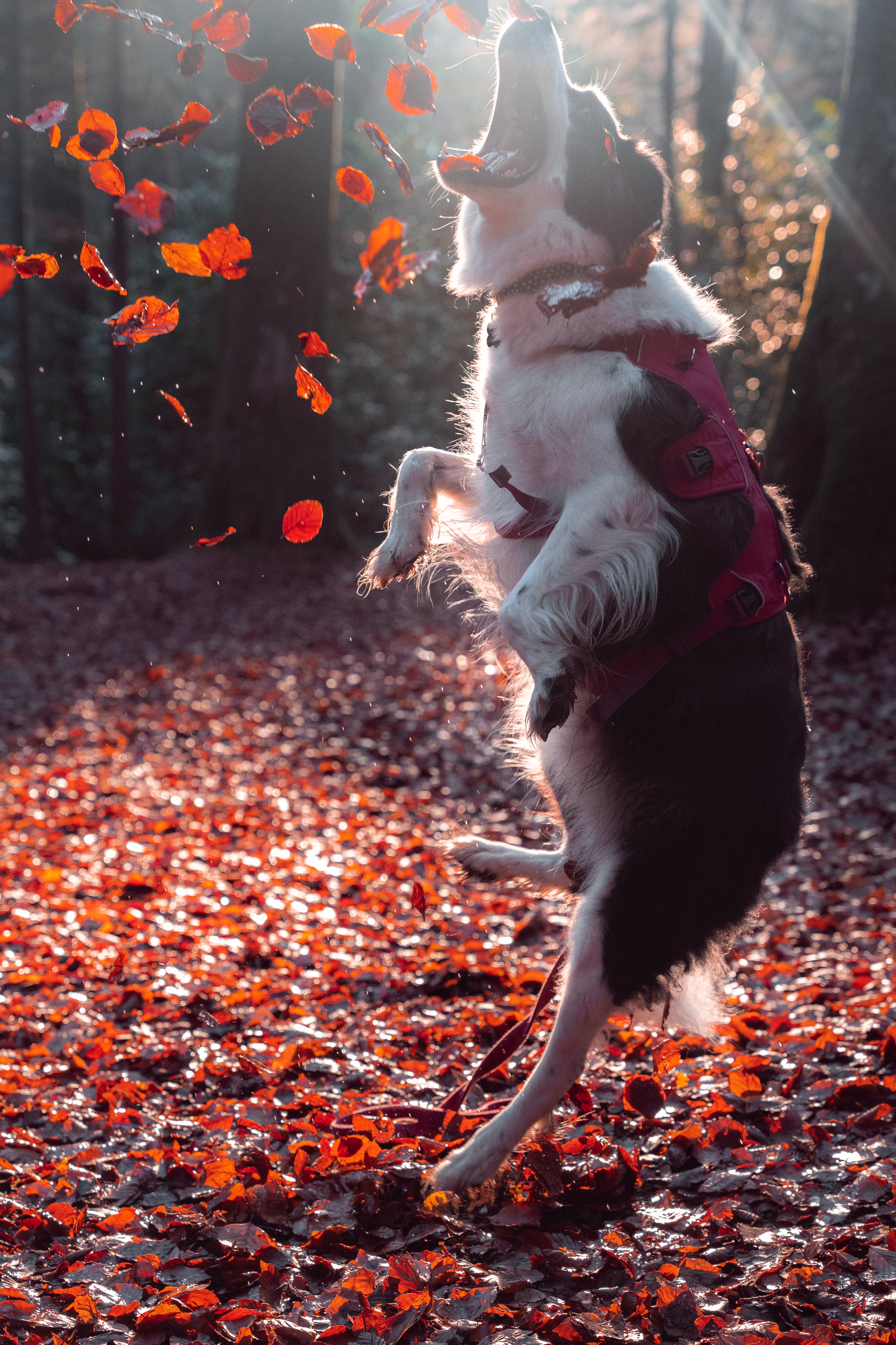 Jumping in the leaves