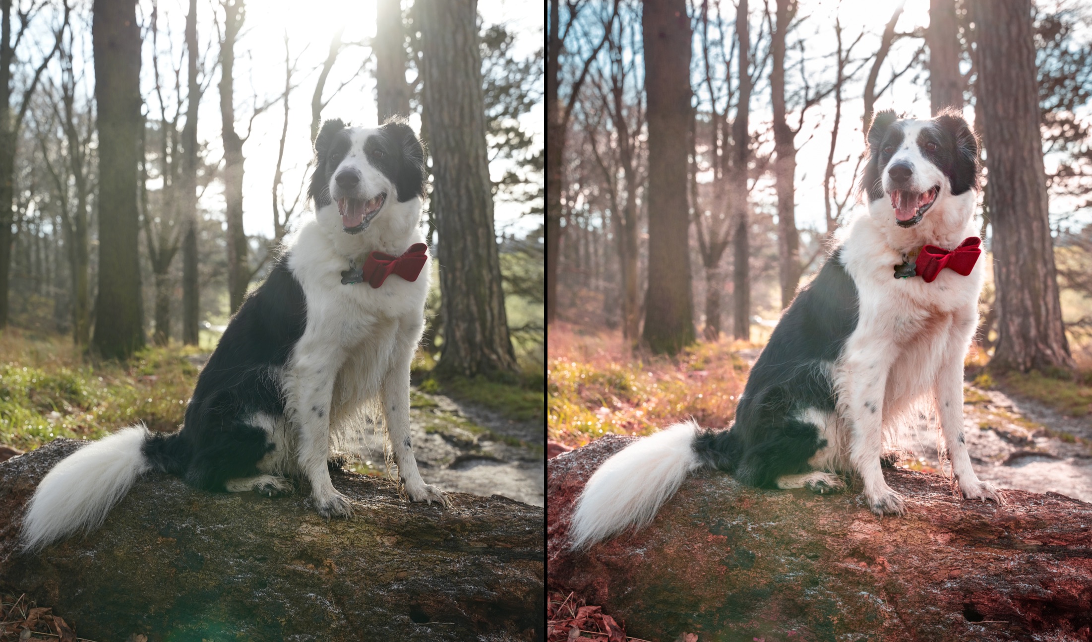 Jasper on log