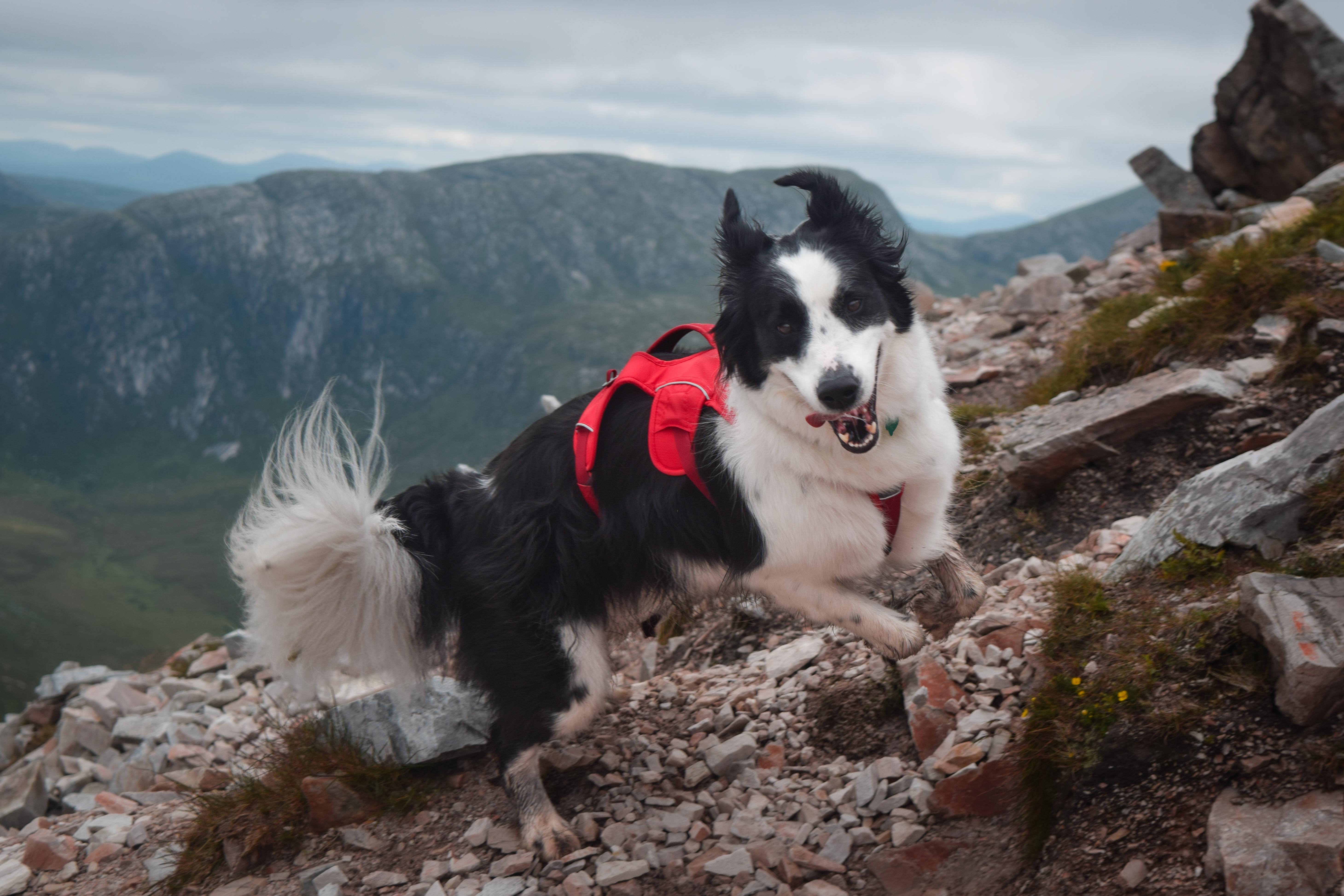 Jasper on the Mt Errigal