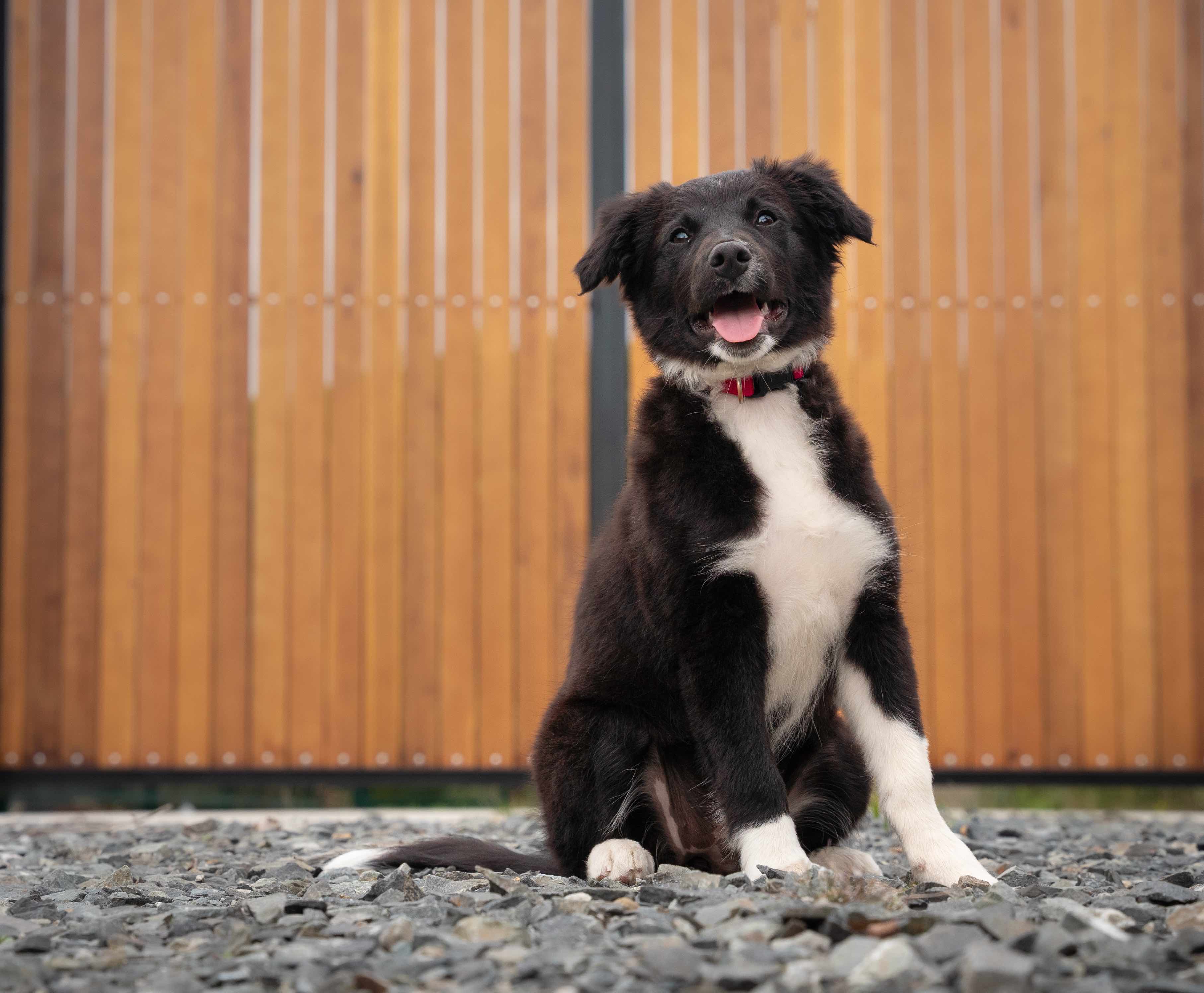 Happy Pupper