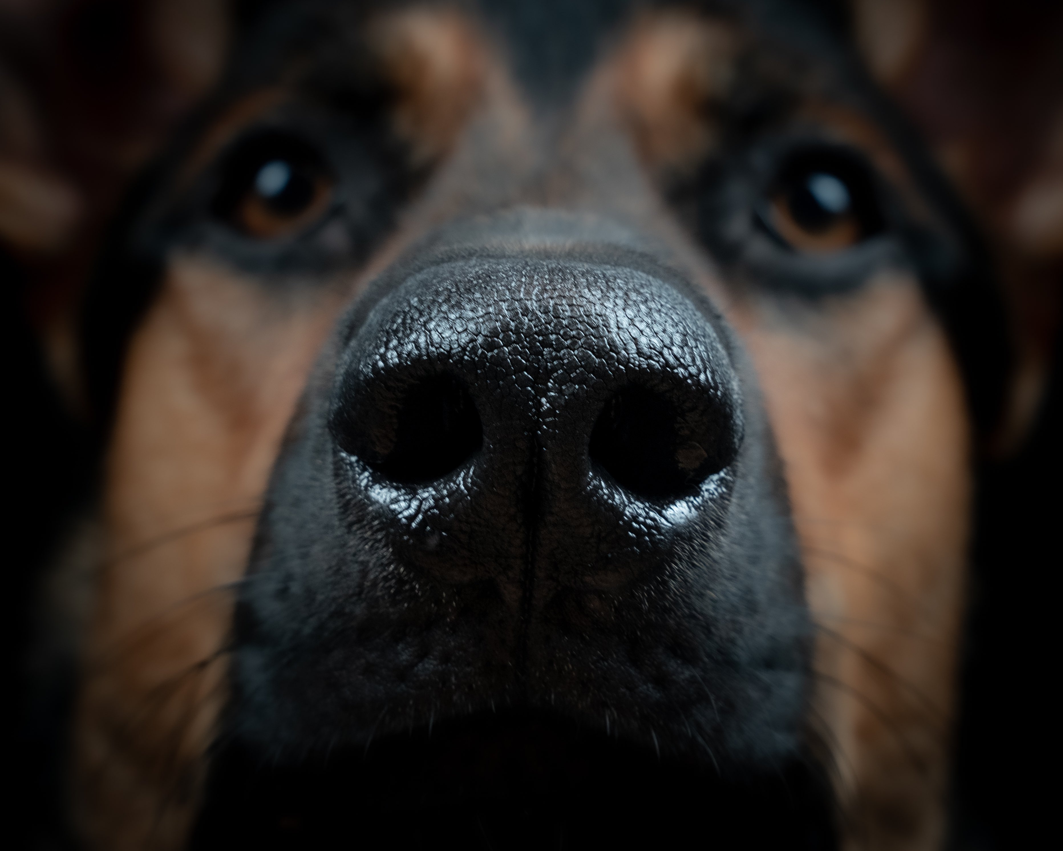 Shepherd Nose