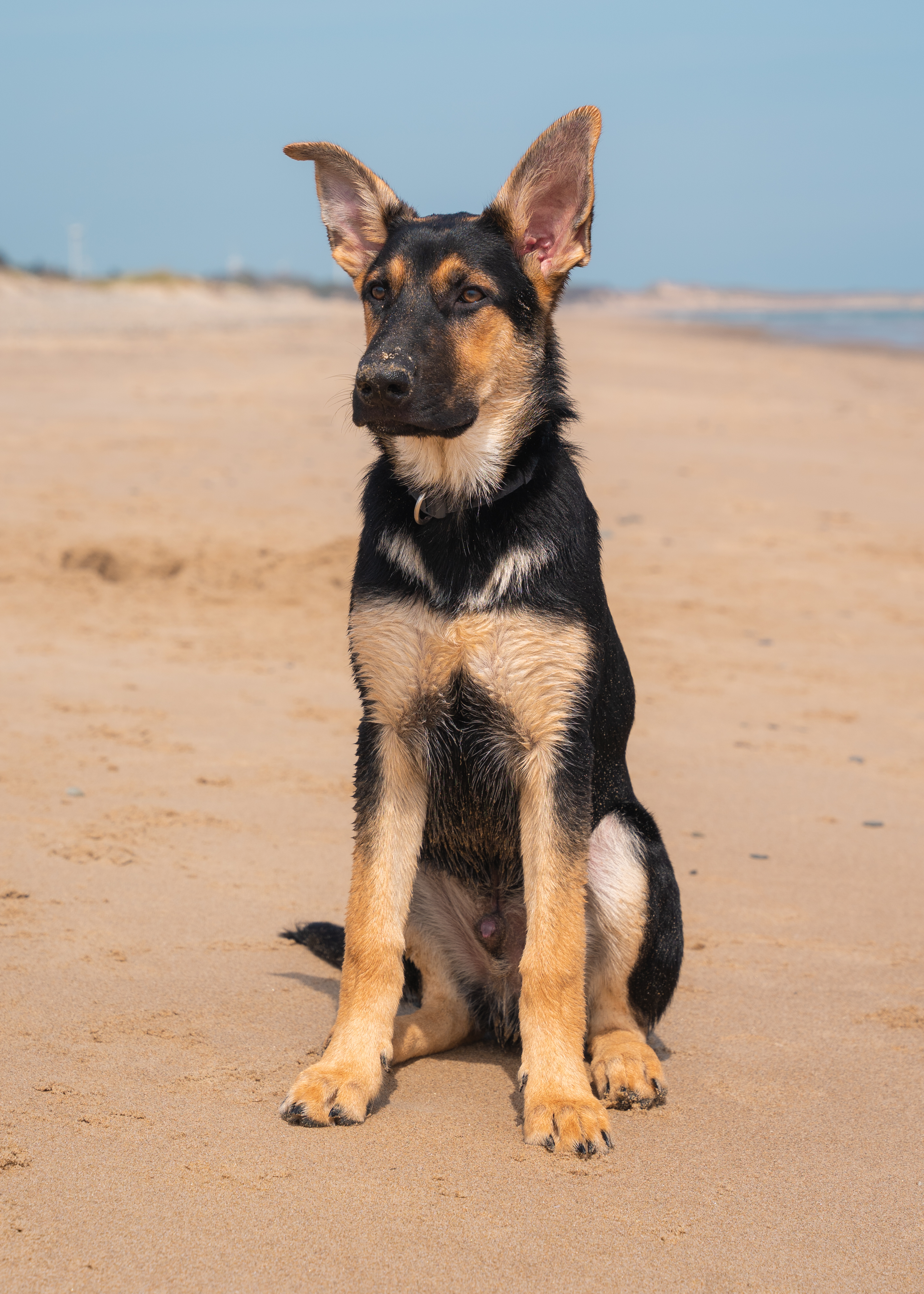 Milo on the beach