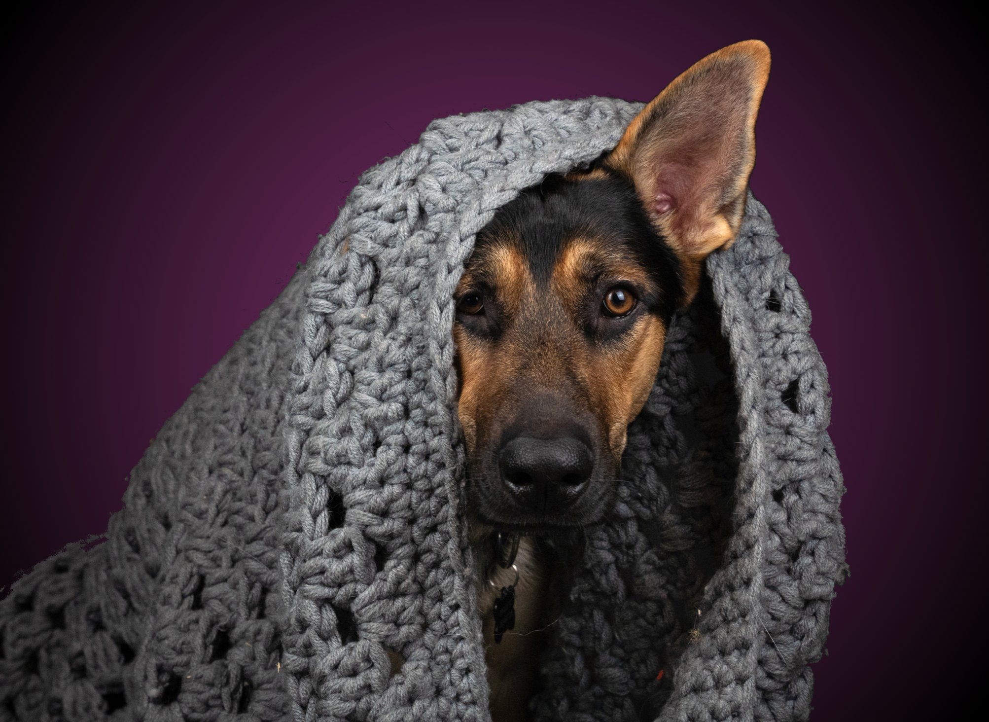 Milo_blanket_background_1