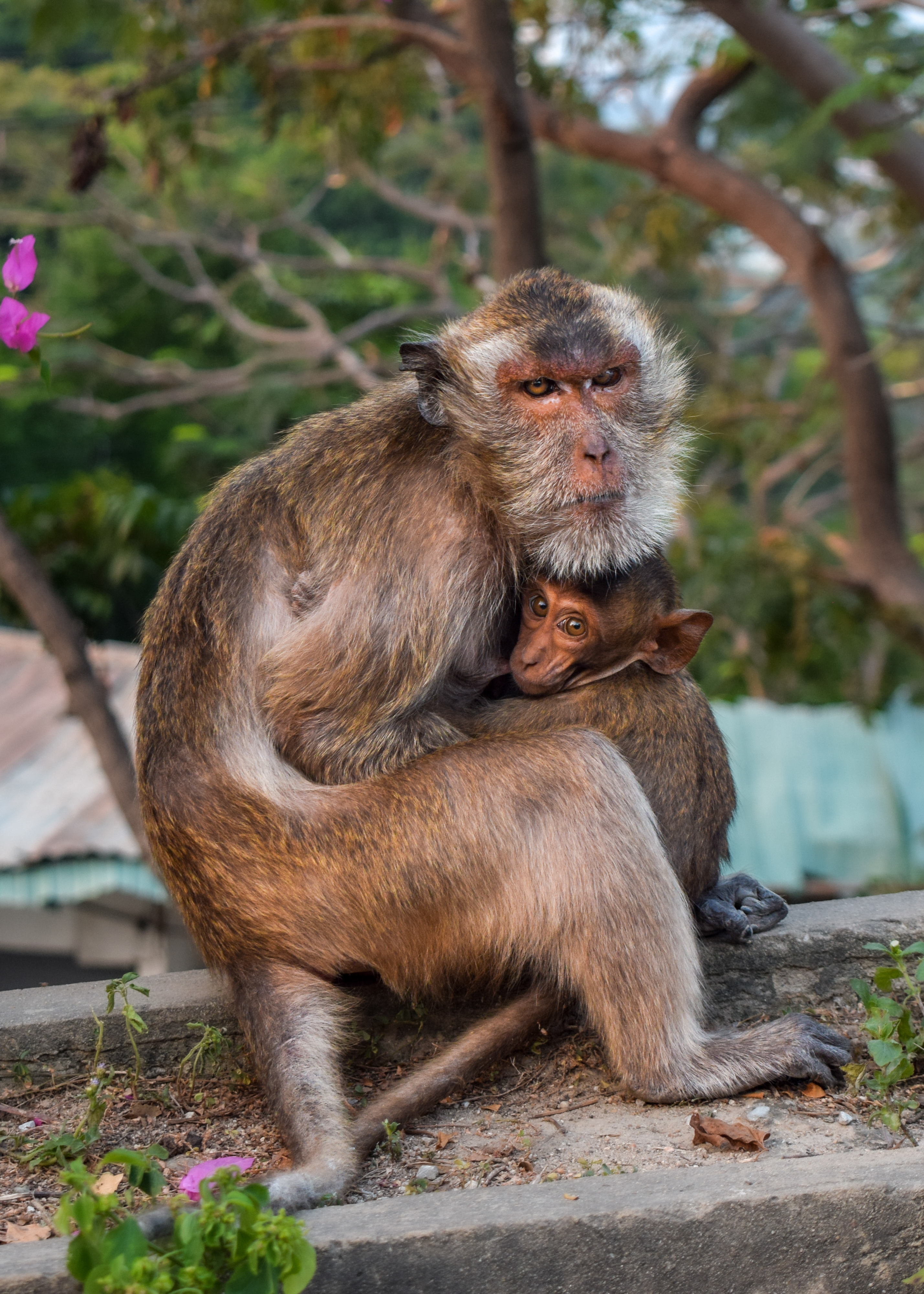 Monkeys