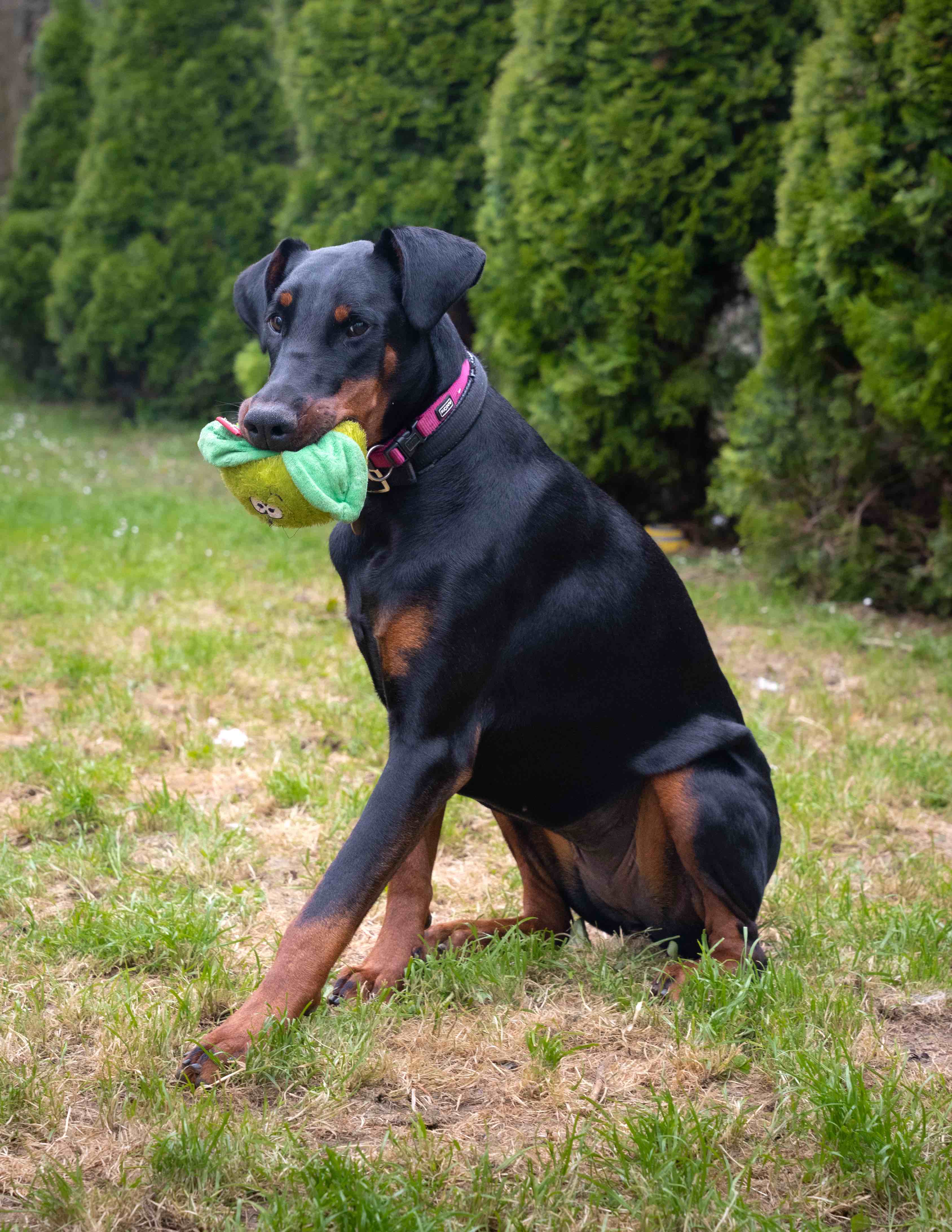 Friendly Doberman