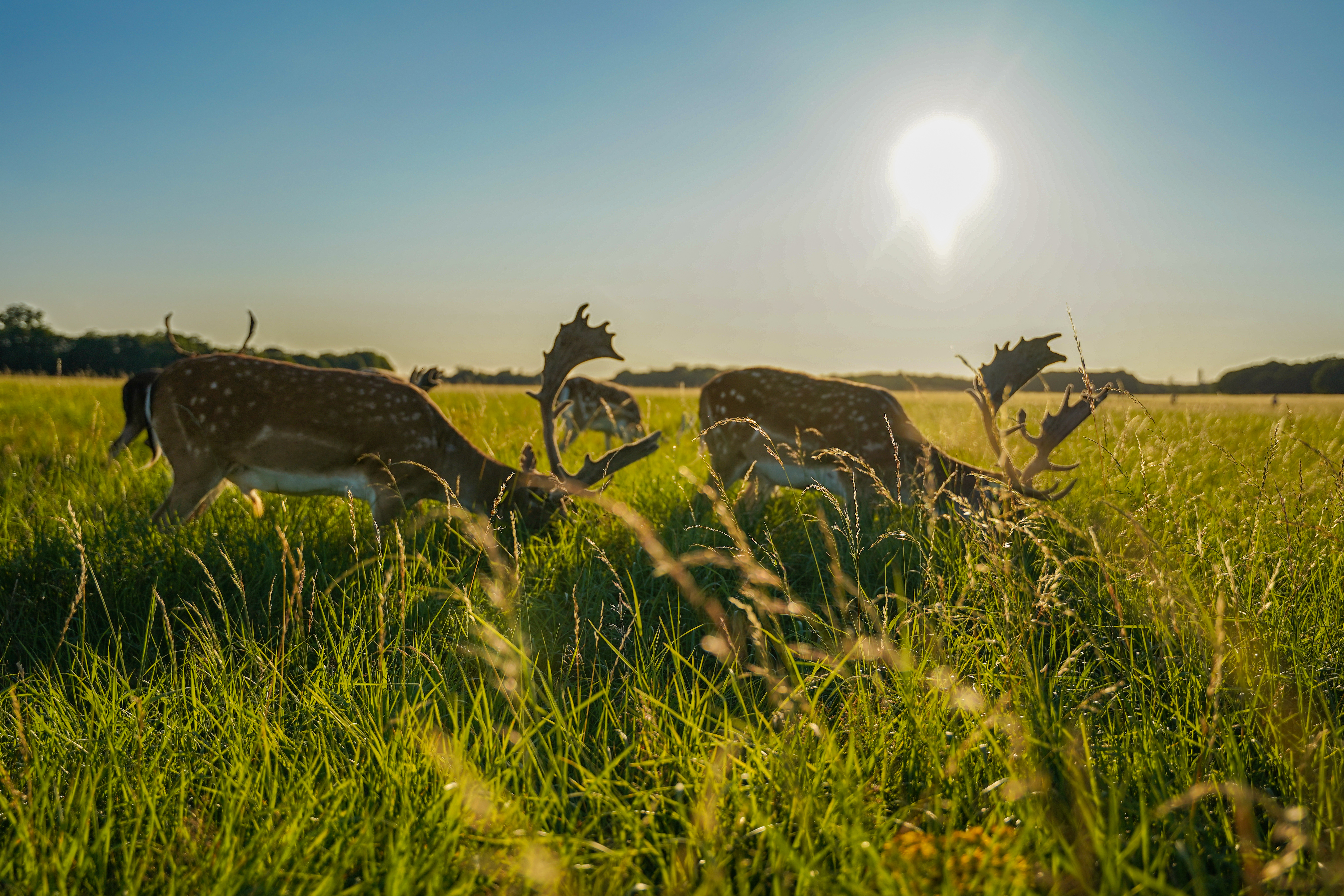 Phoenix Park Deer
