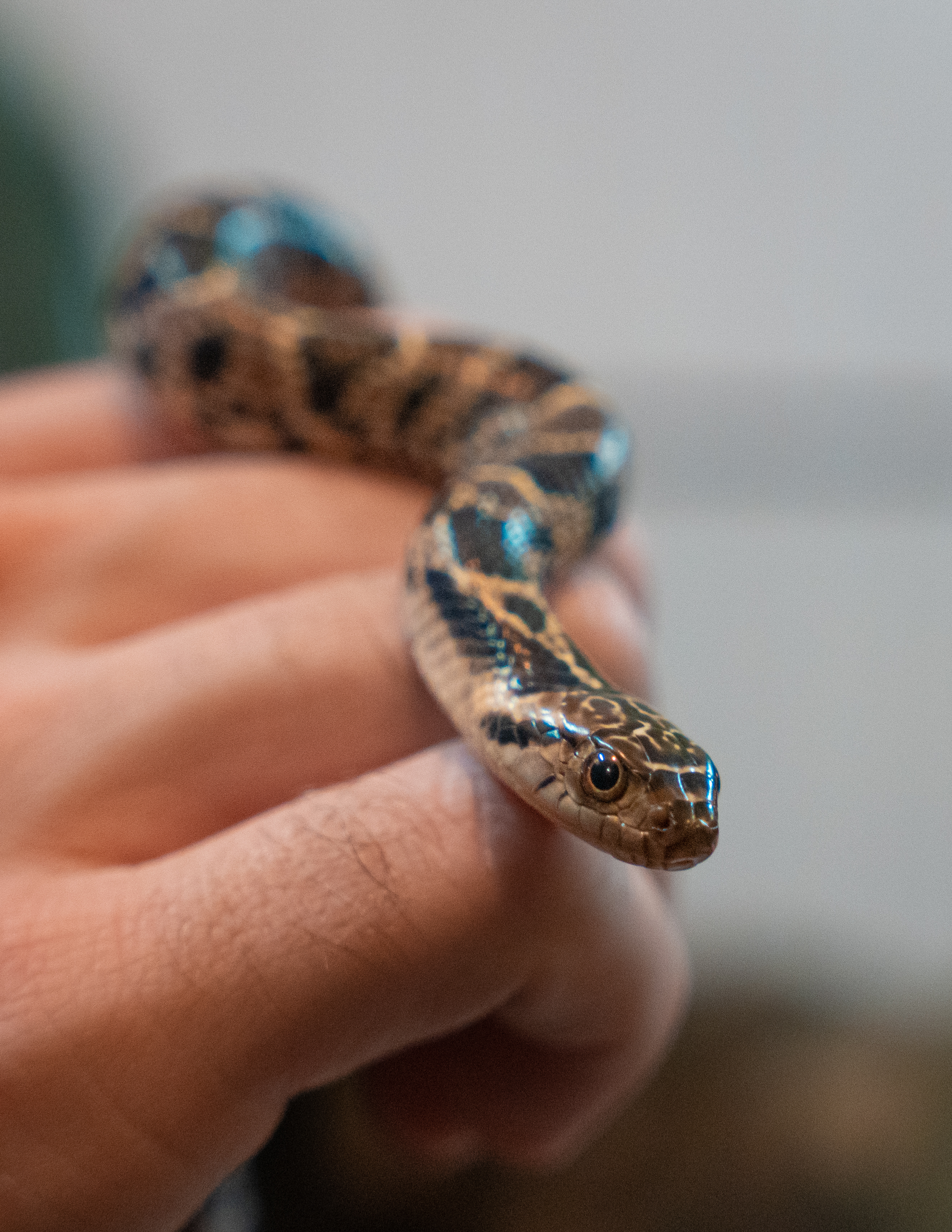 Snake